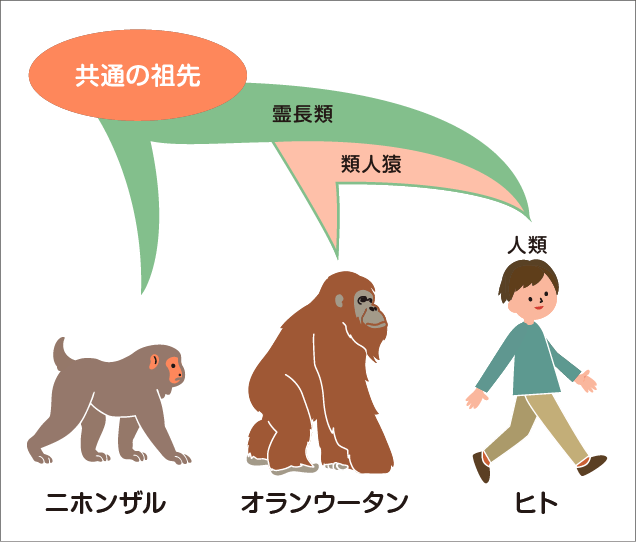 霊長類の進化の過程