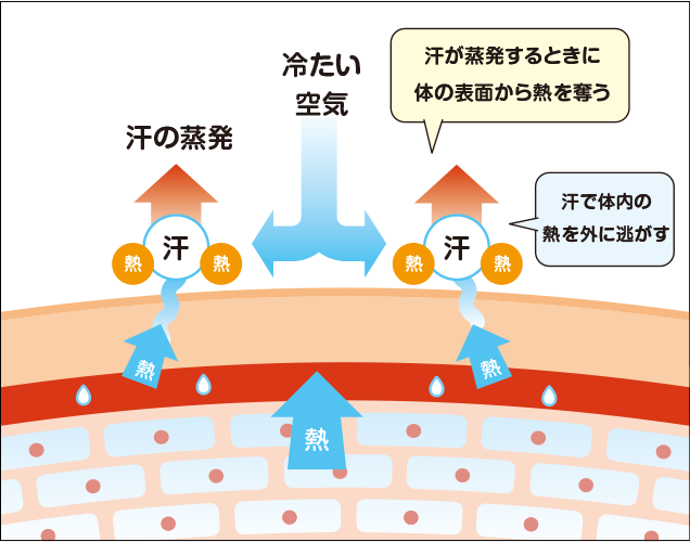 汗のはたらき
