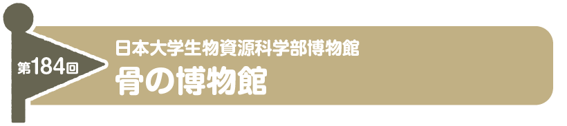 第184回　日本大学生物資源科学部博物館 骨の博物館